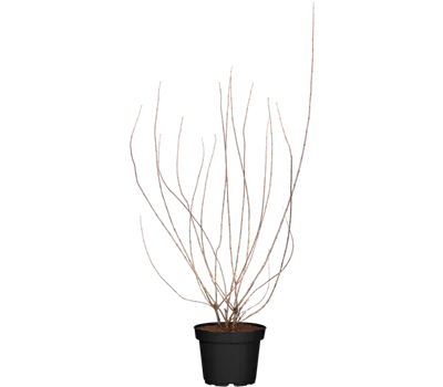 Pfeifenstrauch 'Snowbelle'