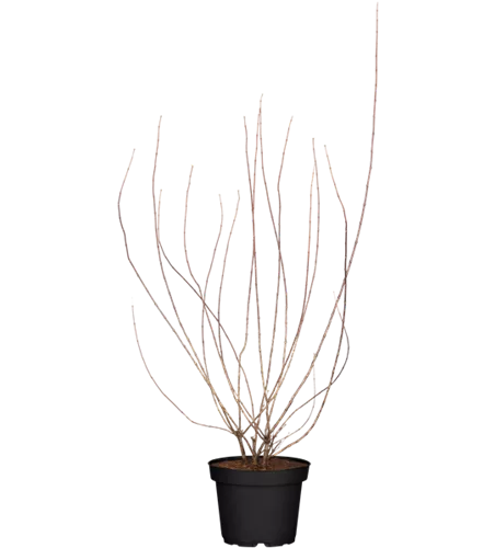 Pfeifenstrauch 'Snowbelle' Pfeifenstrauch 'Snowbelle'