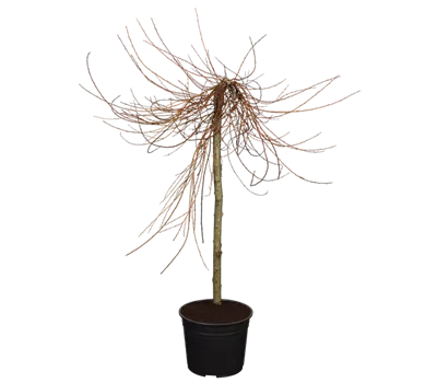 Silberweide 'Voorthuizen'