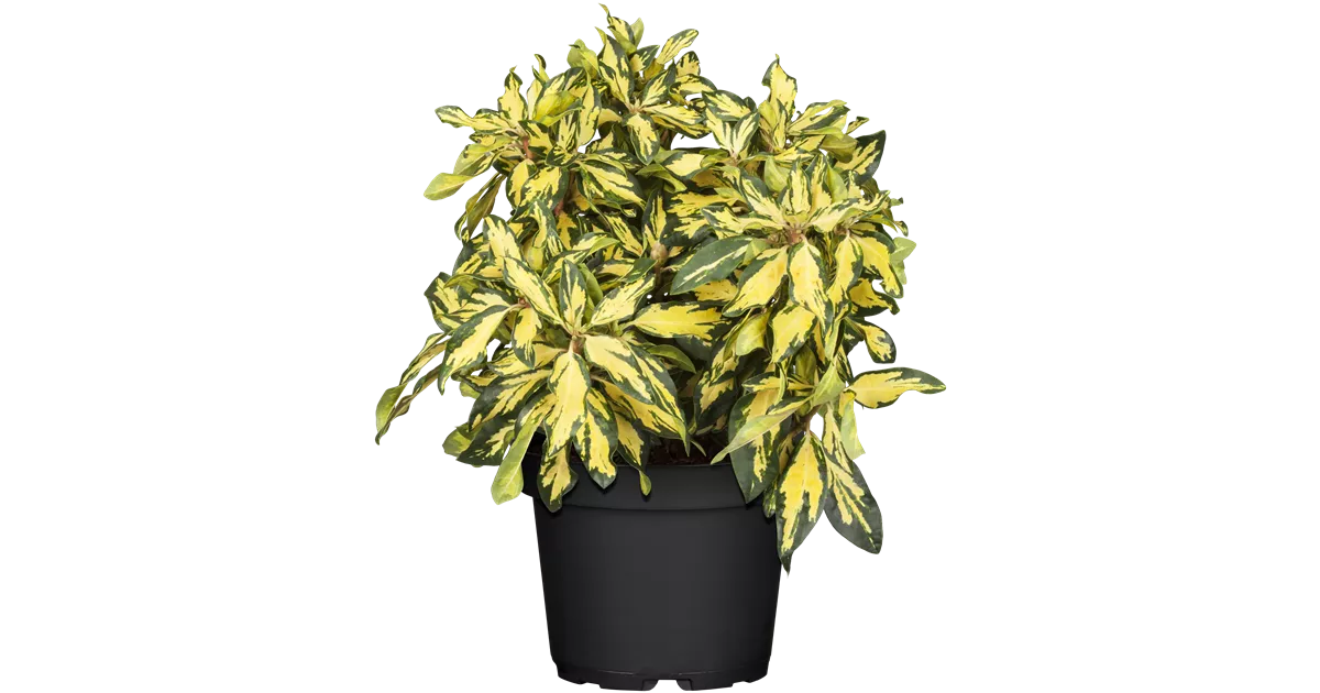 Rhododendron-Hybride 'Blattgold'