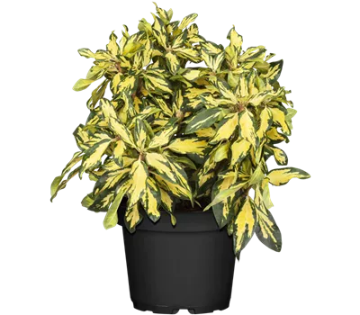 Rhododendron-Hybride 'Blattgold' Rhododendron-Hybride 'Blattgold'