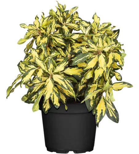 Rhododendron-Hybride 'Blattgold'