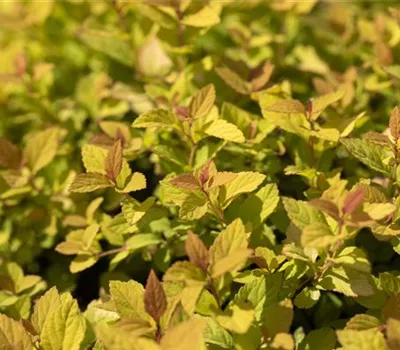 Sommerspiere 'Magic Carpet'®