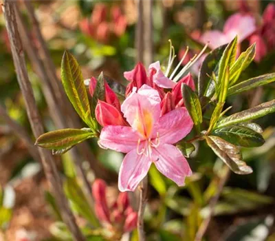 Rhododendron 'Juniduft' Rhododendron 'Juniduft'