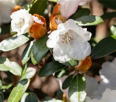 Yaku-Rhododendron 'Bienenkönigin' Yaku-Rhododendron 'Bienenkönigin'