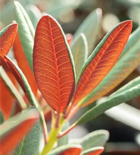 Rhododendron 'Wine & Roses'®