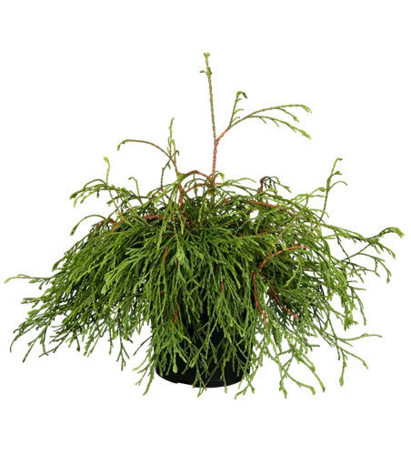 Lebensbaum 'Kagers Beauty'