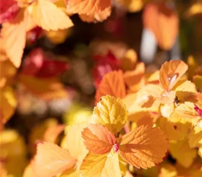 Sommerspiere Double Play® 'Big Bang'(s)