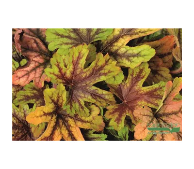 Garten-Bastardschaumblüte