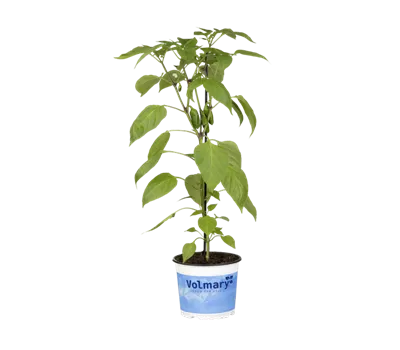 Snack-Paprika 'Lubega® Mini Red'