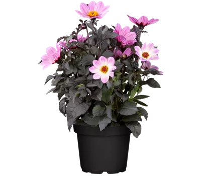 Einfach blühende Dahlie 'Happy Days Pink'