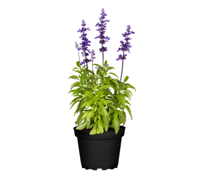 Mehliger Salbei 'Farina® Violet'