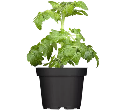 Zwerg-Tomate 'Primagold'®