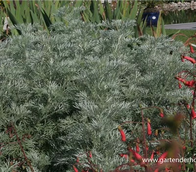 Halbstrauchiger Garten-Wermut 'Powis Castle'