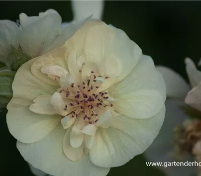 Bastardmalve 'Parkallee'