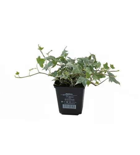 Hedera helix 'Glacier', 12er Set