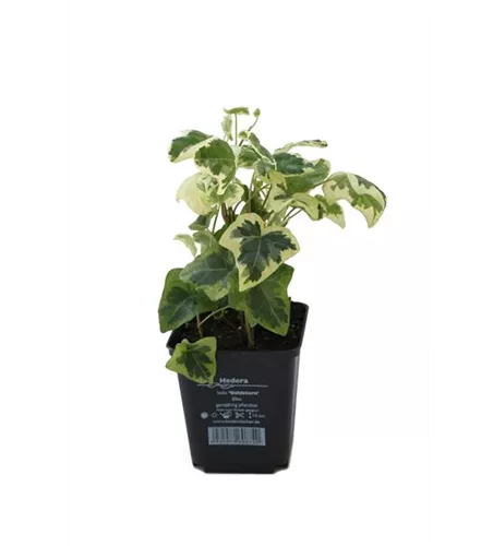 Hedera helix 'Goldstern', 12er Set