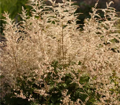 Kleiner Geißbart 'Misty Lace'®