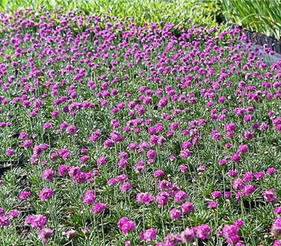 Garten-Grasnelke 'Düsseldorfer Stolz' Garten-Grasnelke 'Düsseldorfer Stolz'