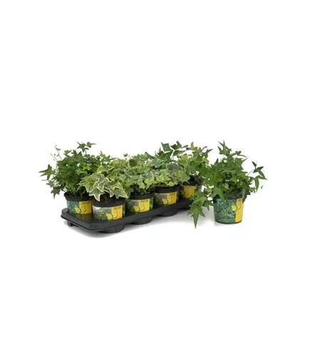 Hedera in bunten Sorten, 6er Set