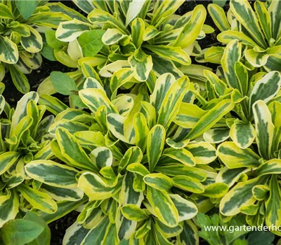 Kleine Garten-Gänsekresse 'Old Gold'