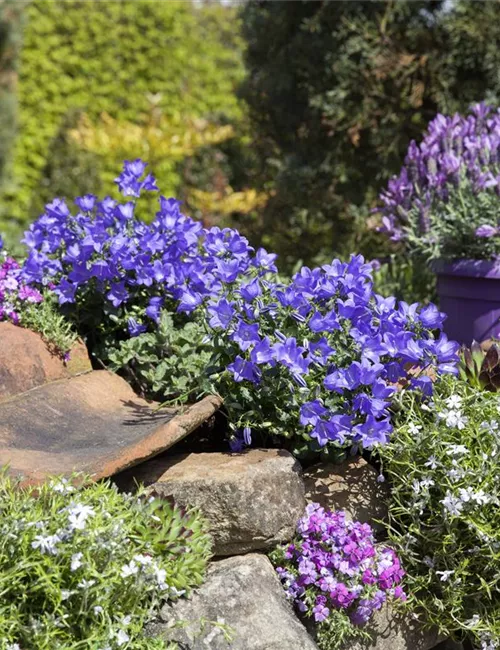 Gartenarbeiten im Mai