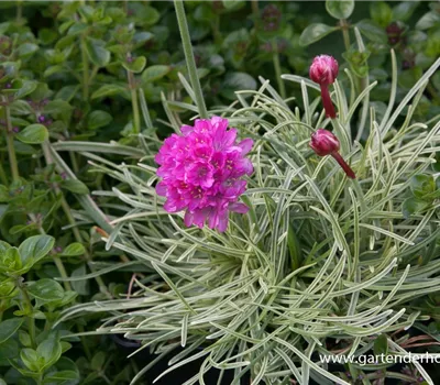 Garten-Grasnelke 'Nifty Thrifty' Garten-Grasnelke 'Nifty Thrifty'