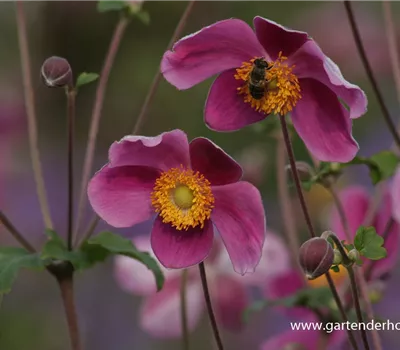 Japan-Herbst-Anemone 'Splendens'
