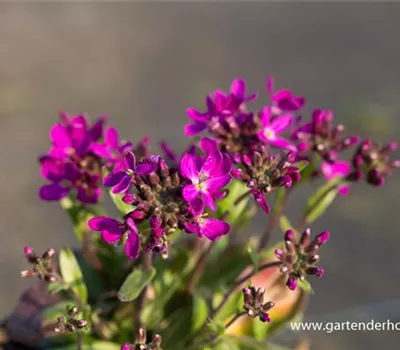 Garten-Gänsekresse 'Rose Delight'®
