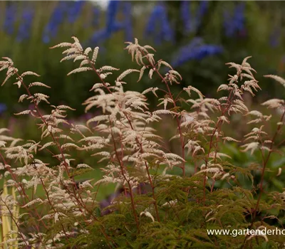 Wald Geißbart 'Woldemar Meier'