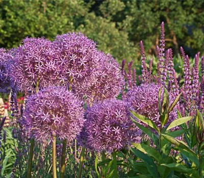 Riesenlauch Riesenlauch