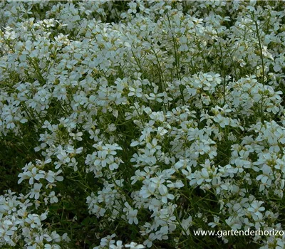 Karpaten-Schaumkresse 'Glacier'