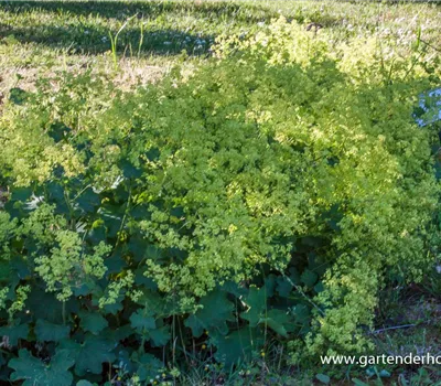 Kahler Frauenmantel Kahler Frauenmantel