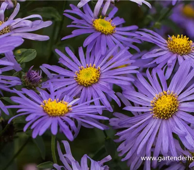 Sommer-Aster 'Mönch' Sommer-Aster 'Mönch'