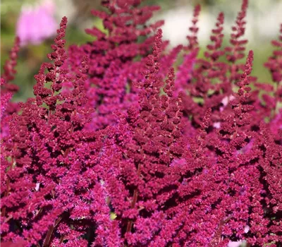 Garten-Prachtspiere 'Visions in Red'®