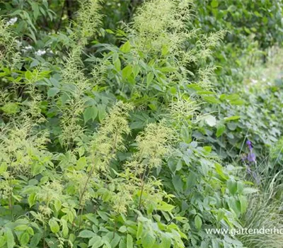 Hoher Wald-Geißbart