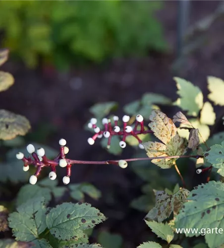 Weißfruchtiges Christophskraut 'Misty Blue' Weißfruchtiges Christophskraut 'Misty Blue'