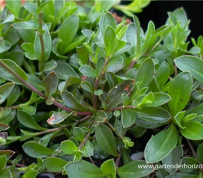 Karpaten-Schaumkresse 'Neuschnee'