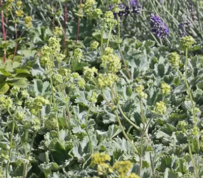 Zwergiger Frauenmantel Zwergiger Frauenmantel