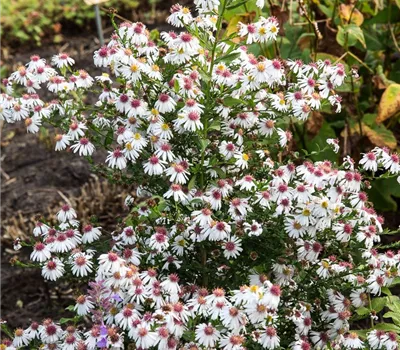 Waagerechte Garten-Aster 'Chloe'