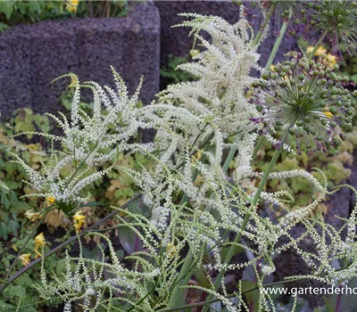 Geschlitztblättriger Garten-Geißbart 'Kneiffii'