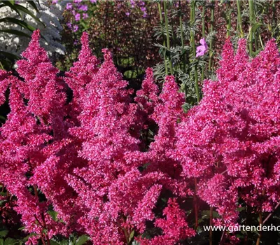 Garten-Prachtspiere 'Bonn' Garten-Prachtspiere 'Bonn'