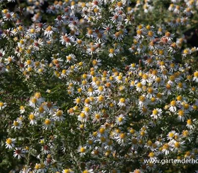 Garten-Myrten-Aster 'Golden Spray' Garten-Myrten-Aster 'Golden Spray'