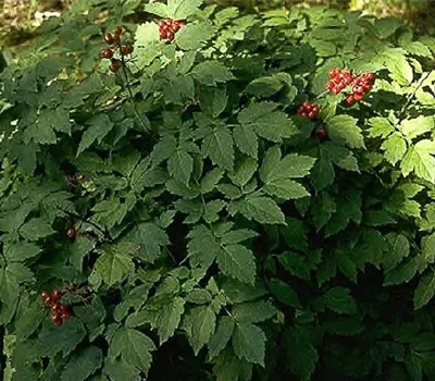 Rotfruchtiges Christophskraut Rotfruchtiges Christophskraut