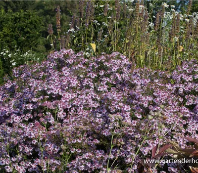 Waagerechte Garten-Aster 'Coombe Fishacre' Waagerechte Garten-Aster 'Coombe Fishacre'