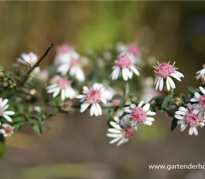 Waagerechte Garten-Aster 'Lady in Black' Waagerechte Garten-Aster 'Lady in Black'