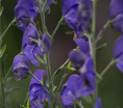 Gewöhnlicher Eisenhut