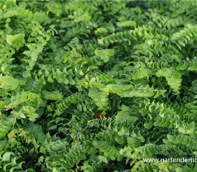 Kleiner Garten-Pfauenradfarn 'Imbricatum' Kleiner Garten-Pfauenradfarn 'Imbricatum'