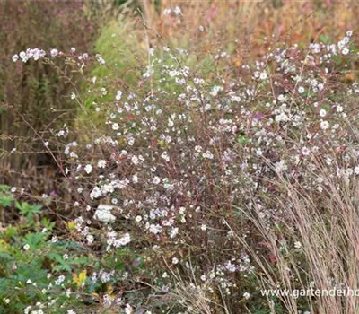 Aster 'Speyrer Herbstwoge' Aster 'Speyrer Herbstwoge'