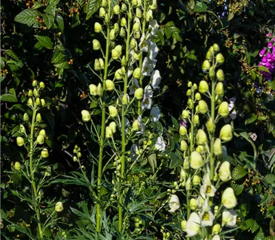 Garten-Eisenhut 'Album'